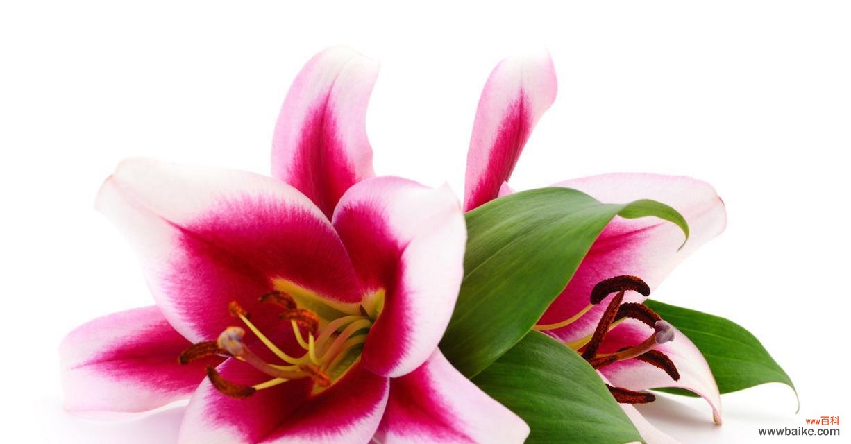 纯洁与宁静的象征 白百合花花语的诠释