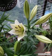 花开如约 百合花的含义与象征