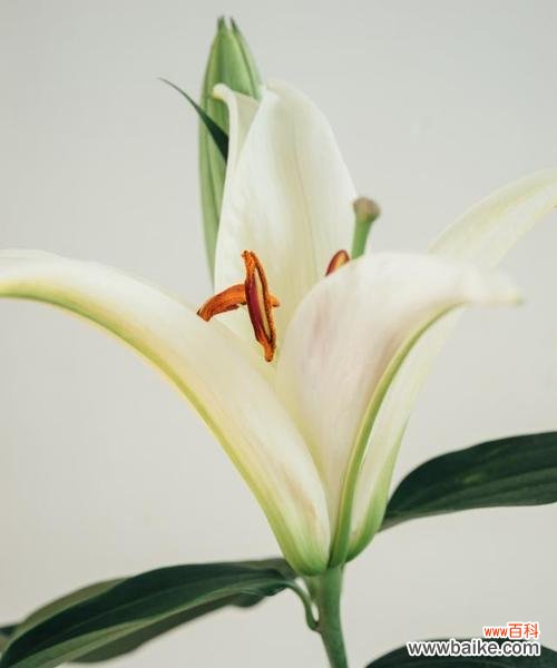 探索百合花的美与哲理 百合花的象征意义与文化内涵