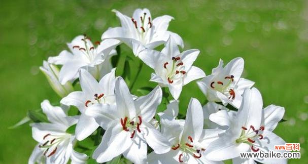 探究百合花在不同文化中的象征意义及其美学魅力 百合花的象征意义与寓意