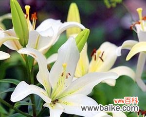 探究百合花在不同文化中的象征意义及其美学魅力 百合花的象征意义与寓意