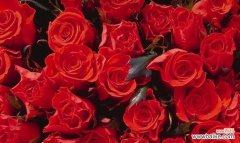 透过11朵红玫瑰解读爱情之语 红玫瑰花语的深刻意义