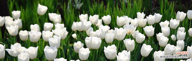 传递美好的祝福——以白色郁金香为例 探寻白色郁金香的花语