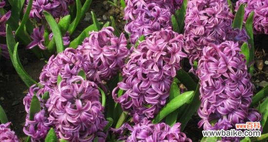 解读水色风信子的花语与文化内涵 水色风信子的寓意与文化背景