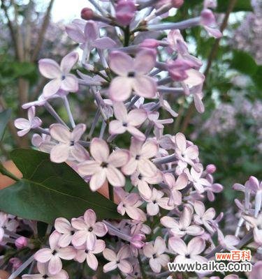 探究丁香花象征的美好寓意 五瓣丁香花的含义