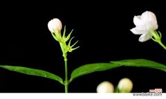 意味深长的花束 茉莉的花语与寓意