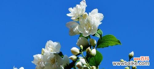 意味深长的花束 茉莉的花语与寓意