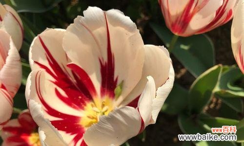 解密郁金香的八大花语 郁金香花语的深刻寓意