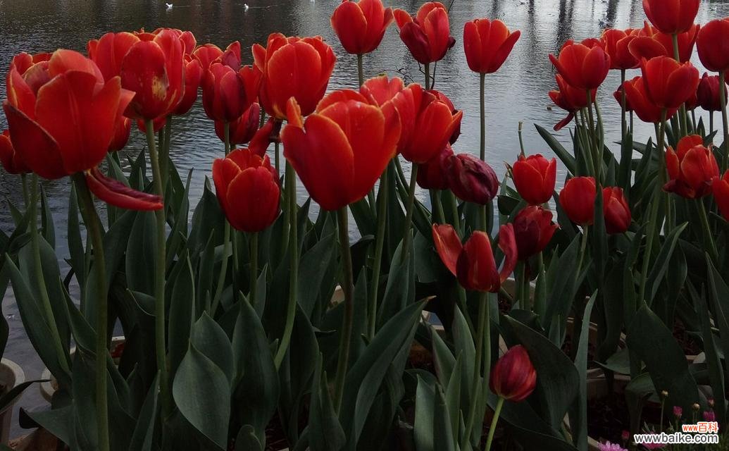 解密郁金香的八大花语 郁金香花语的深刻寓意