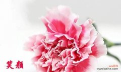 不同颜色的花语代表什么？ 康乃馨的花语