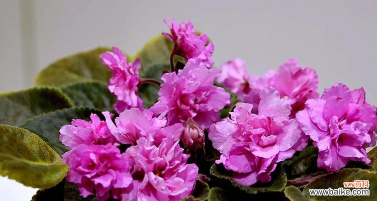 探寻纯朴和温暖的象征 黄色紫罗兰的花语和意义