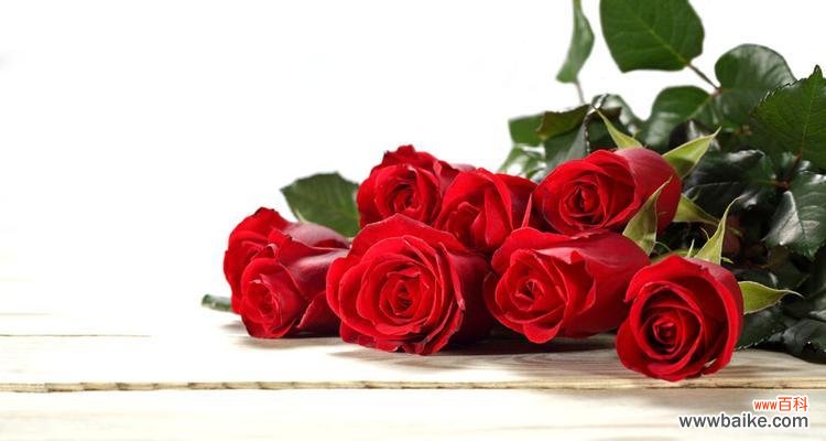 用花语解读红玫瑰，让爱传递无限 红色玫瑰的花语和寓意