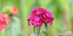 了解石竹花的意义，欣赏自然之美 石竹花的花语与寓意