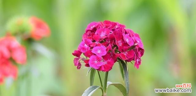 了解石竹花的意义,欣赏自然之美 石竹花的花语与寓意