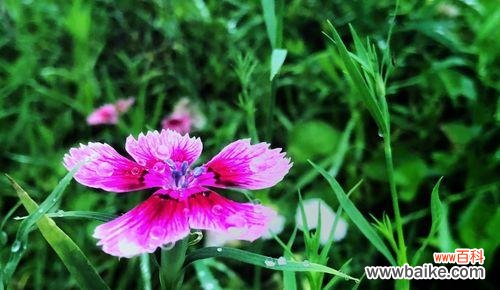 了解石竹花的意义,欣赏自然之美 石竹花的花语与寓意