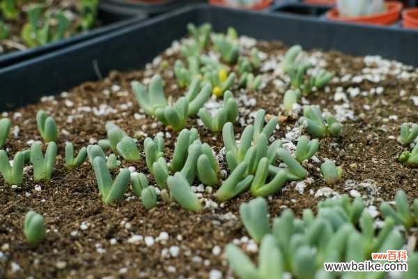 别人的多肉在呼呼长,你的却没动静?别想了,100%烂根了!