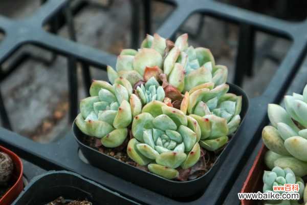 别人的多肉在呼呼长,你的却没动静?别想了,100%烂根了!