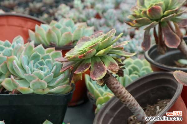 别人的多肉在呼呼长,你的却没动静?别想了,100%烂根了!