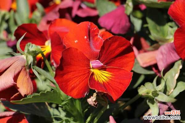 三色堇黄叶的原因和处理办法