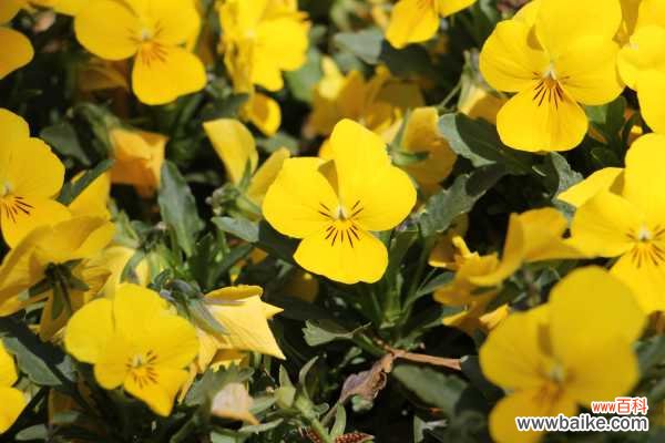 三色堇黄叶的原因和处理办法