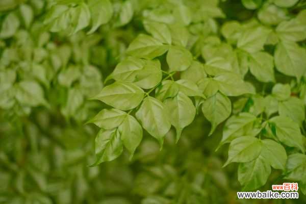 幸福树烂根怎么办