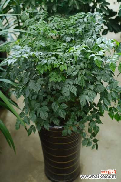 幸福树烂根怎么办