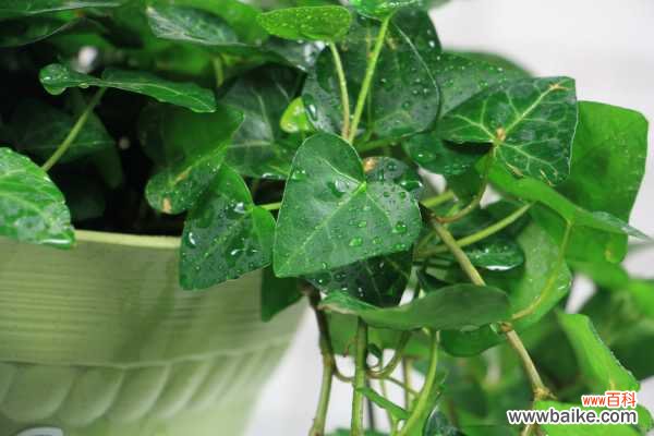 常春藤烂根怎么办