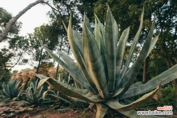 龙舌兰烂根怎么办