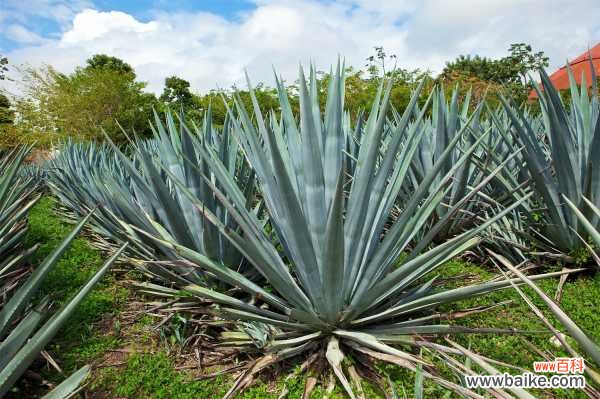 龙舌兰烂根怎么办
