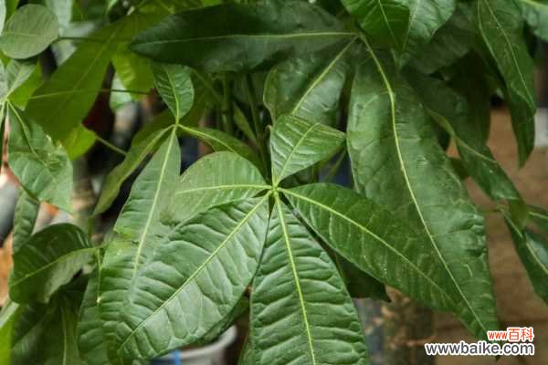 发财树叶子有黄斑怎么办,冬天怎么养才能安全过冬