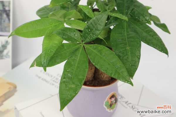 发财树叶子有黄斑怎么办,冬天怎么养才能安全过冬