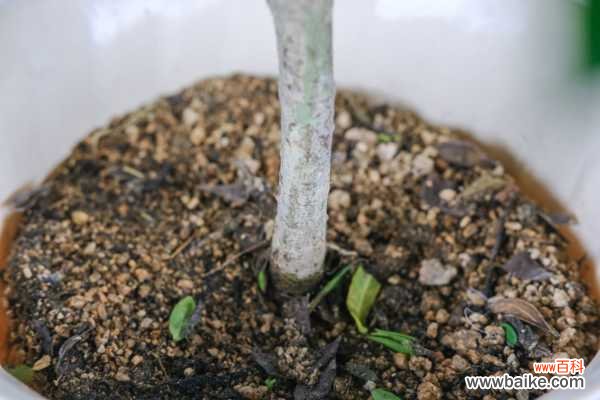 栀子花黄叶还能救吗,怎么救