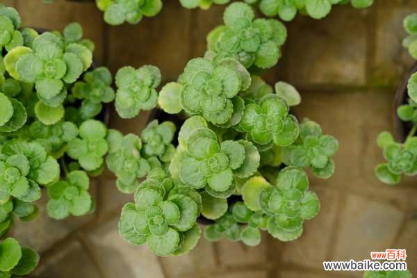 碰碰香烂根处理方法