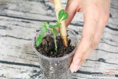 米兰花烂根了怎么办