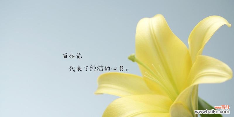 爱 三头百合花语