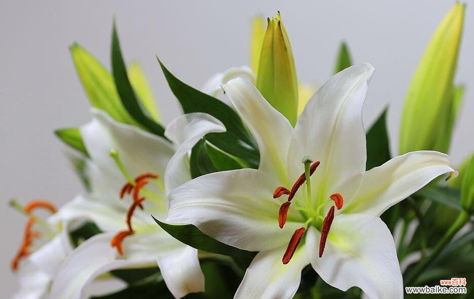 爱 三头百合花语