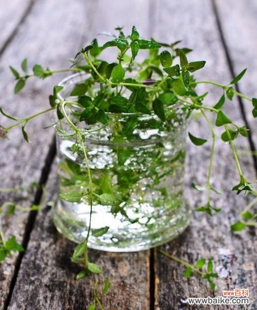 百里香花语揭示的生命力与力量 百里香