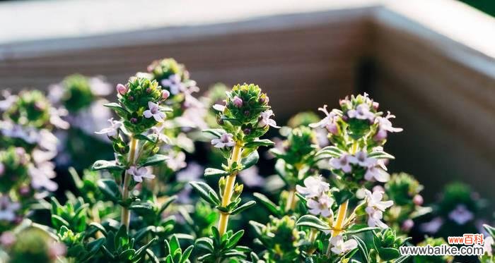 百里香花语揭示的生命力与力量 百里香