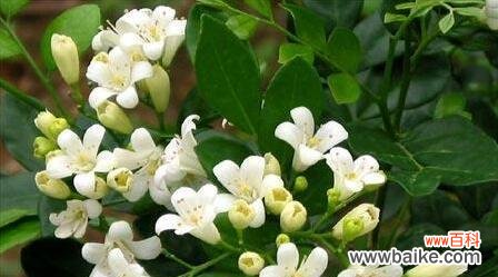 百里香花语揭示的生命力与力量 百里香