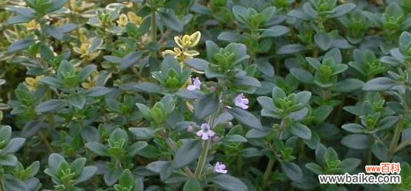 从自然界中汲取的力量 百里香花语