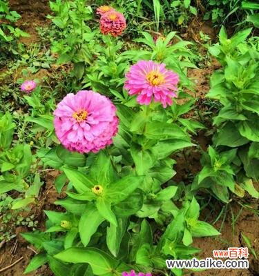 百日草花语传递的力量与启示 百日草花语