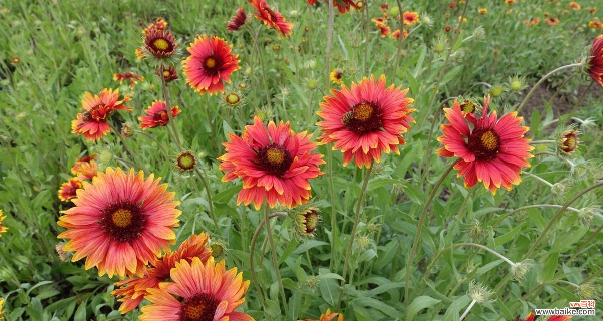 以百日草的花语为线索 百日草花语传递的情感与希望