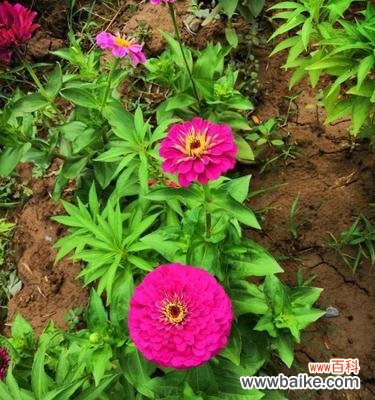 以百日草的花语为线索 百日草花语传递的情感与希望