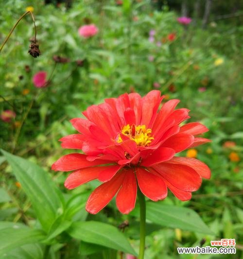 揭秘百日菊的深意 百日菊花语之美