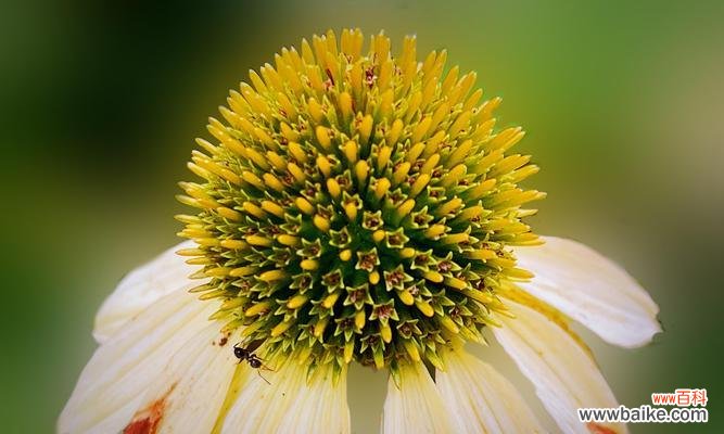 守望与希望 百日菊花语