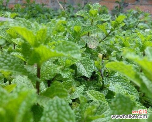 薄荷花的秘密与传说 薄荷花语——清新芬芳的心灵疗愈