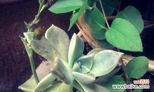 揭秘宝石花的特点及其象征意义 宝石花