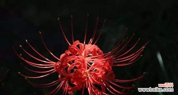 揭示彼岸花的情感寓意及其深刻内涵 以彼岸花为象征的爱情含义