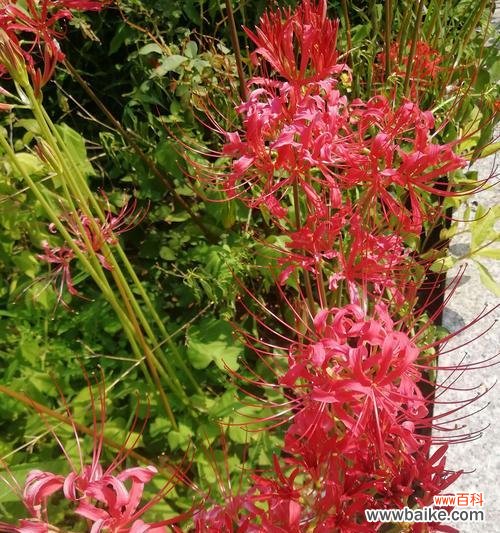 探索彼岸花背后的意义与美 彼岸花的象征与内涵