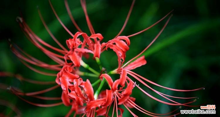 揭开彼岸花的神秘面纱——解读彼岸花的15种花语 彼岸花的花语与寓意